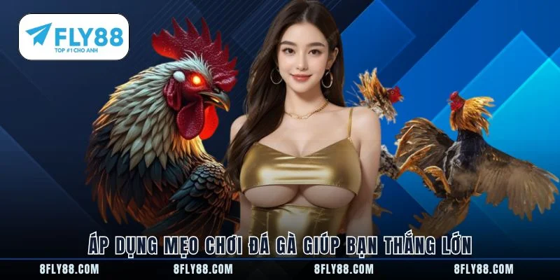 Áp dụng mẹo chơi đá gà giúp bạn thắng lớn