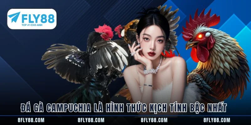 Đá gà Campuchia là hình thức kịch tính bậc nhất